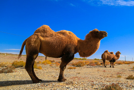 为什么骆驼不怕风沙呢
