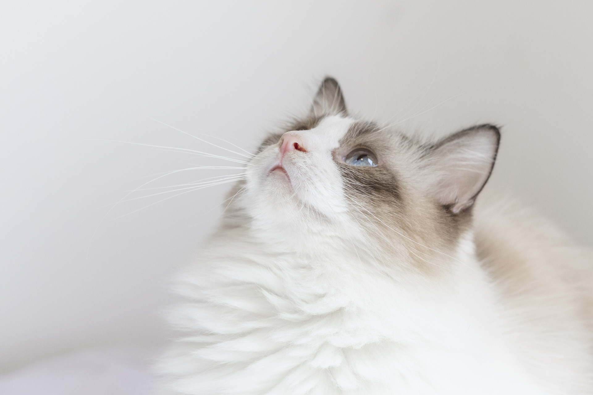 介绍一种事物作文300字猫