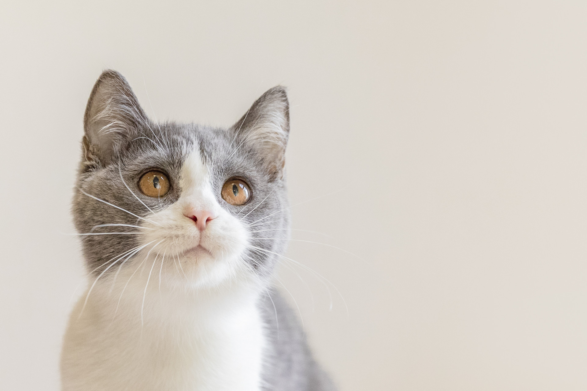 介绍一种事物作文300字猫