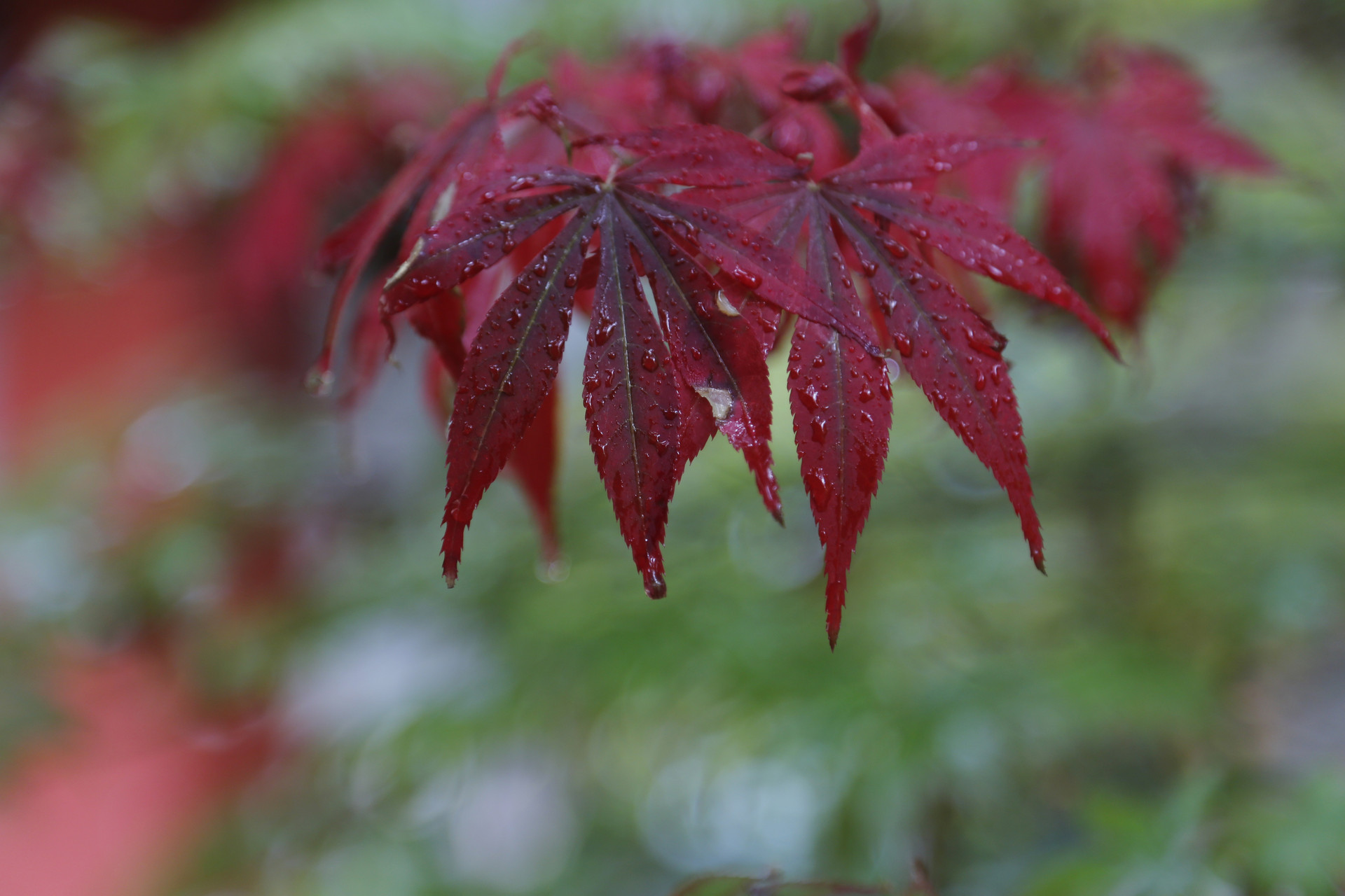 崇义里滞雨李贺赏析