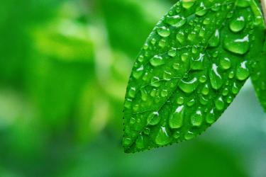 一枝花咏喜雨朗读