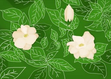 描写栀子花的作文500字