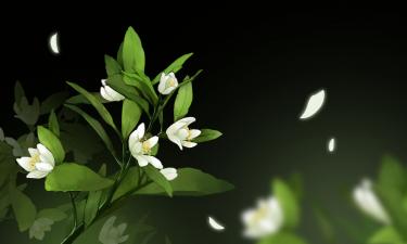 栀子花开作文500字