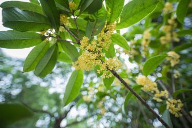 刘过唐多令芦叶满汀洲赏析