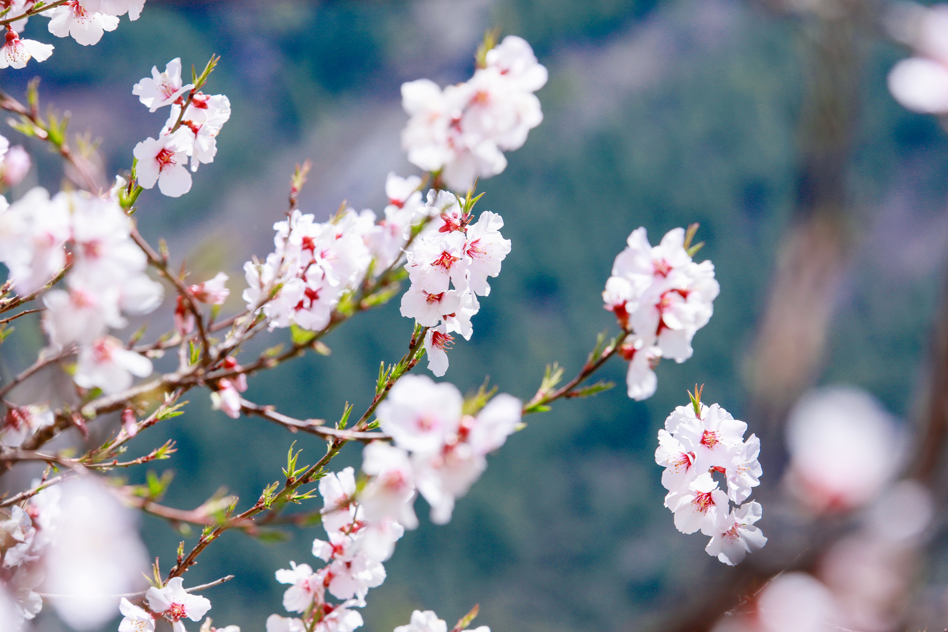 木兰花东城渐觉风光好拼音版 木兰花东城渐觉风光好赏析