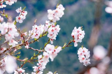 木兰花东城渐觉风光好拼音版 木兰花东城渐觉风光好赏析