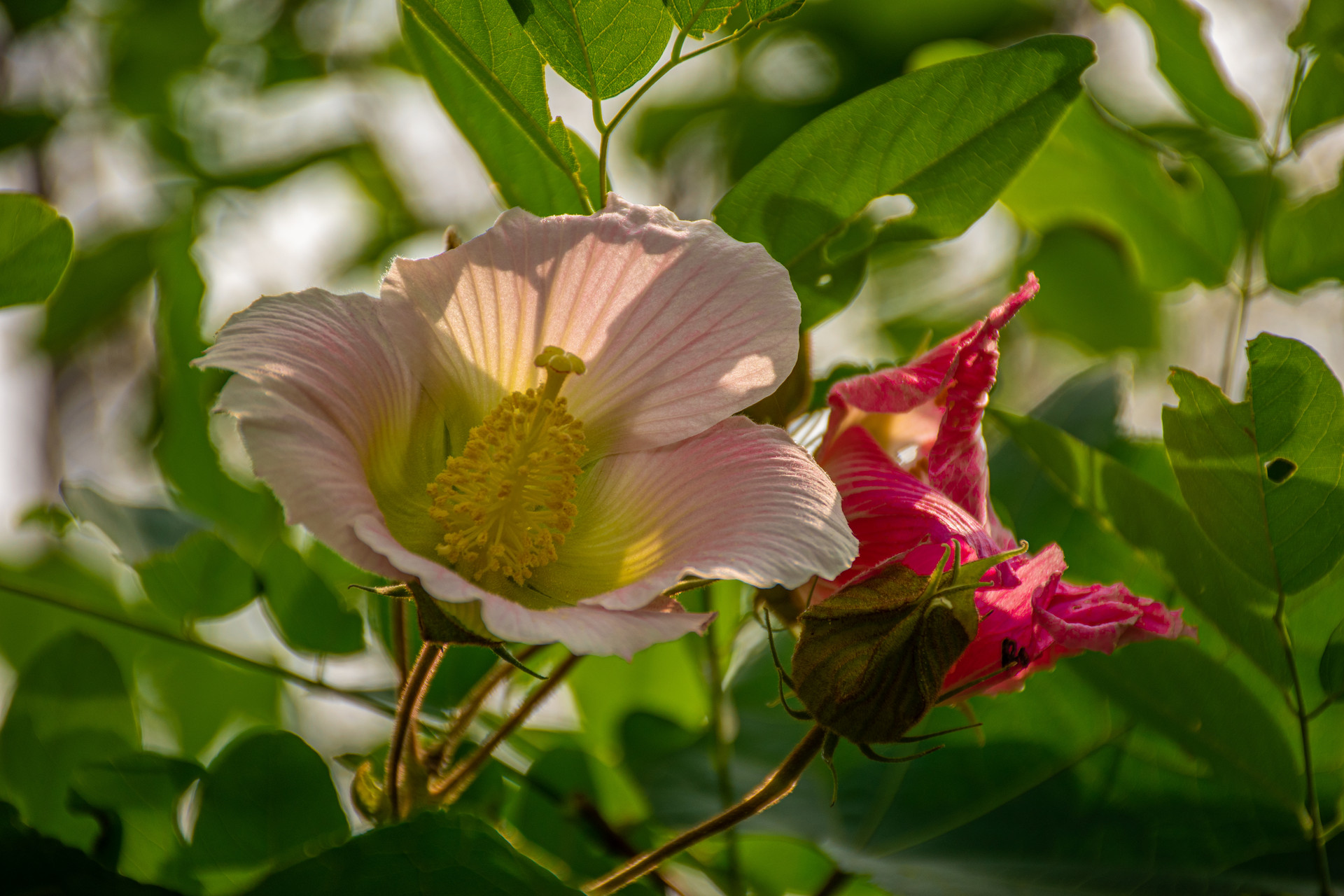木芙蓉吕本中翻译及赏析