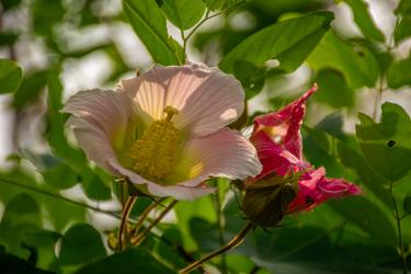 木芙蓉吕本中翻译及赏析