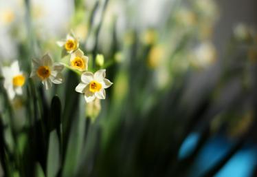 双调水仙花赏析