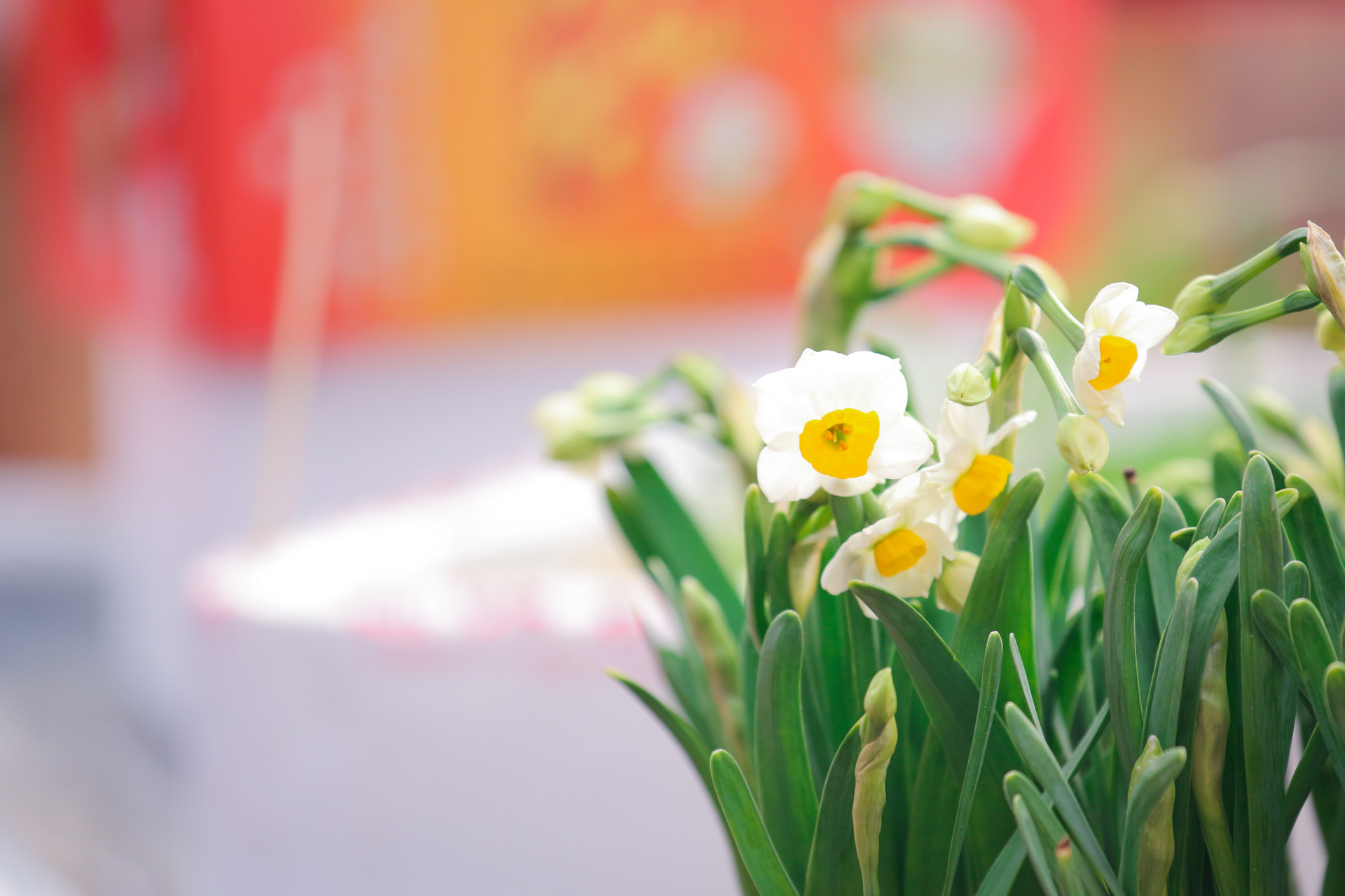 花犯水仙花周密拼音版 周密《绣鸾凤花犯·赋水仙》