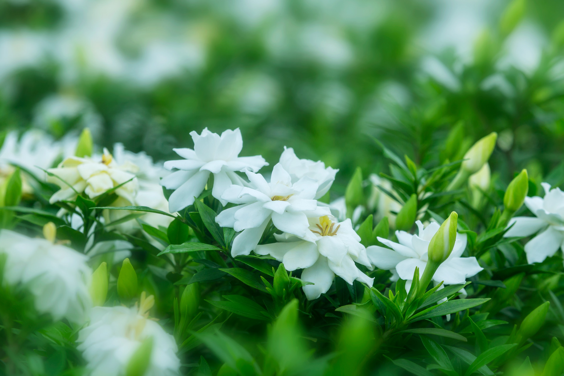 栀子花诗沈周拼音版 栀子花诗沈周赏析