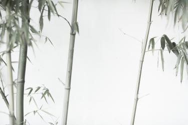 酬人雨后玩竹拼音 酬人雨后玩竹全文赏析
