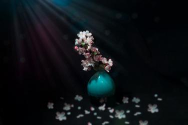 虞美人雨后同干誉才卿置酒来禽花下作拼音版