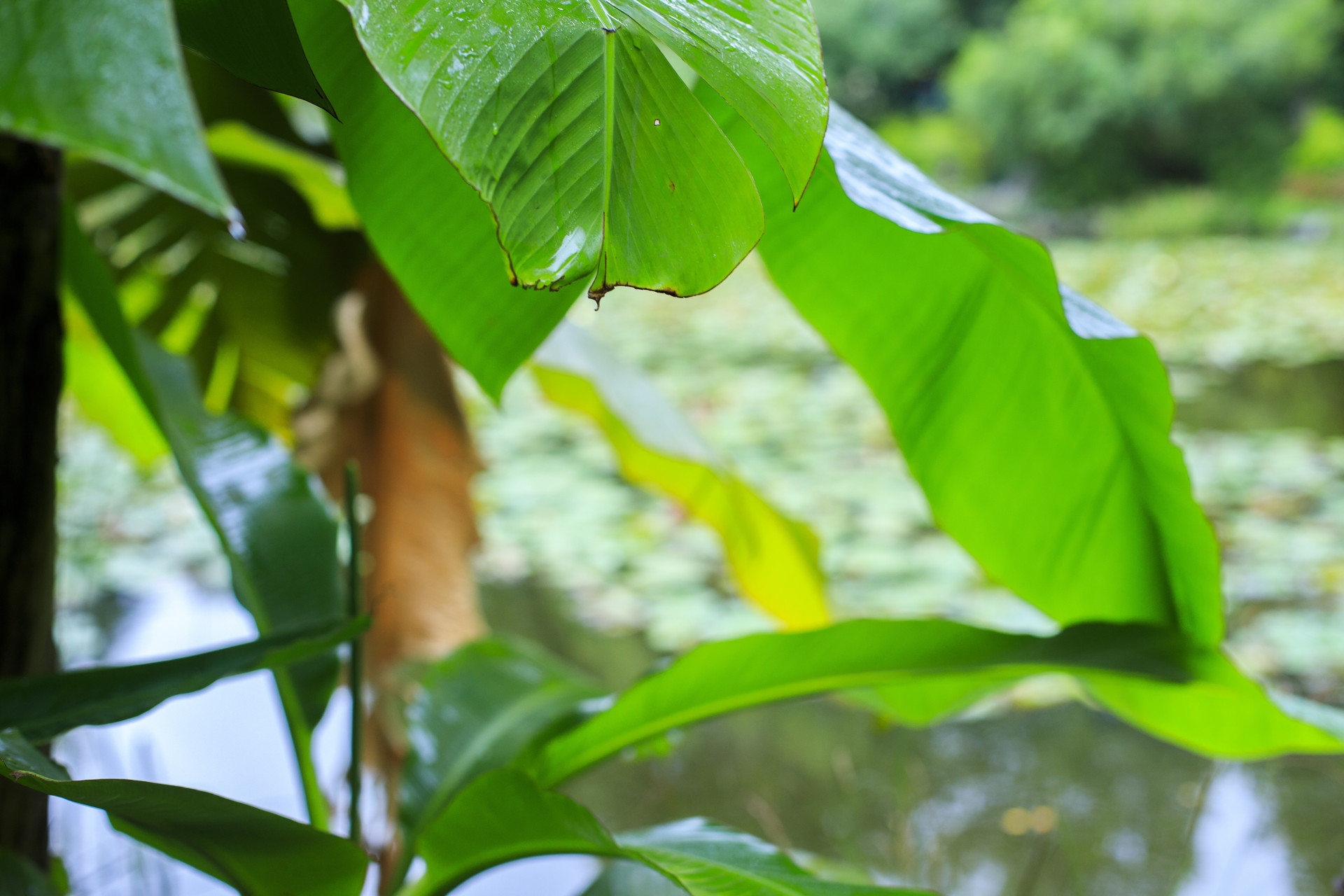 菩萨蛮芭蕉翻译赏析