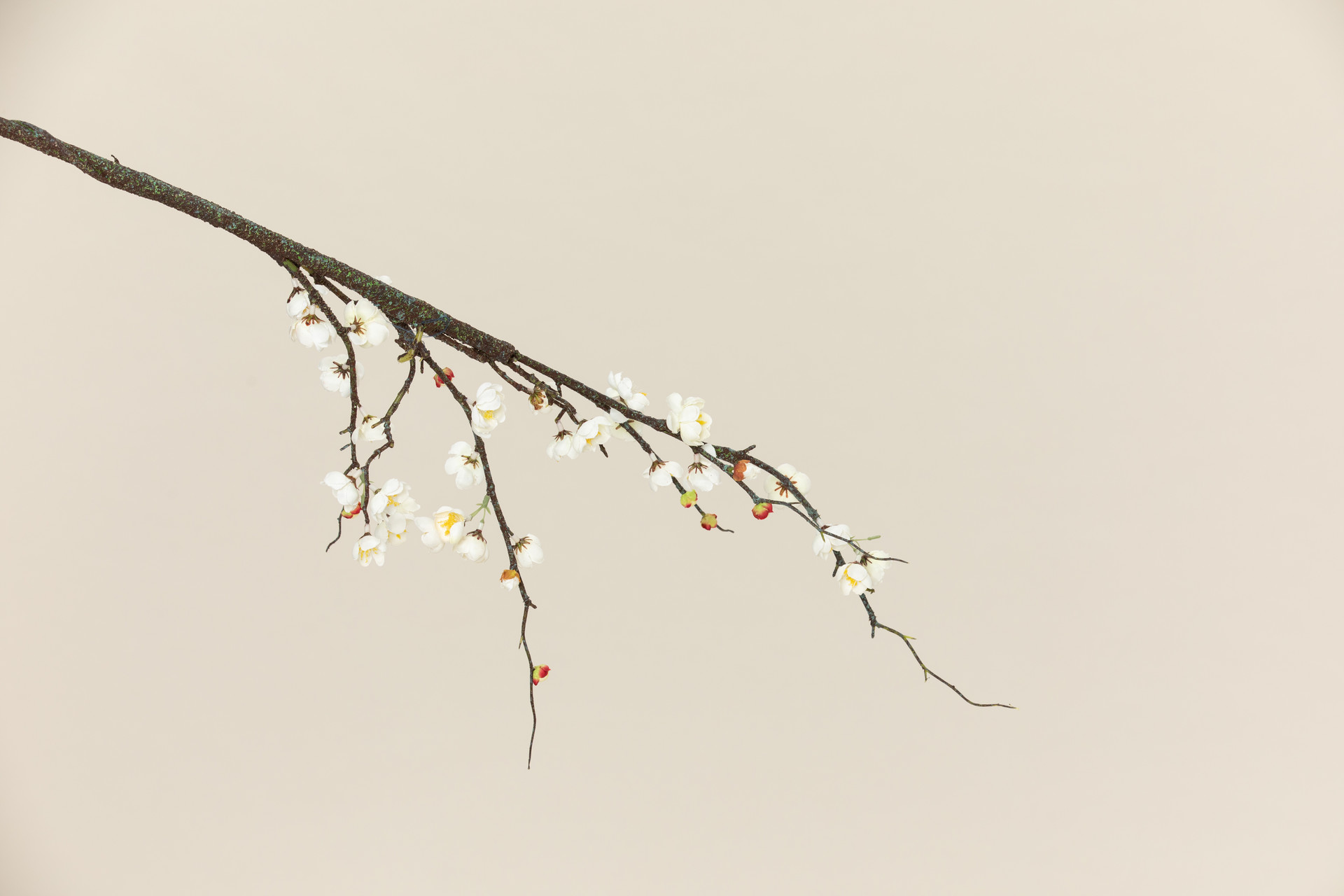 解语花梅花吴文英赏析