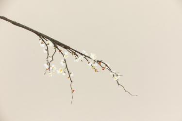 解语花梅花吴文英赏析