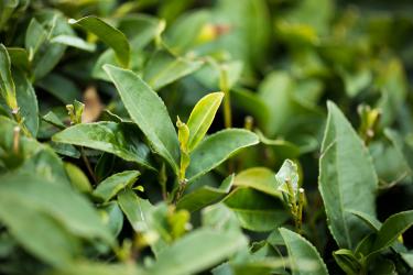 巽上人以竹间自采新茶见赠酬之以诗赏析