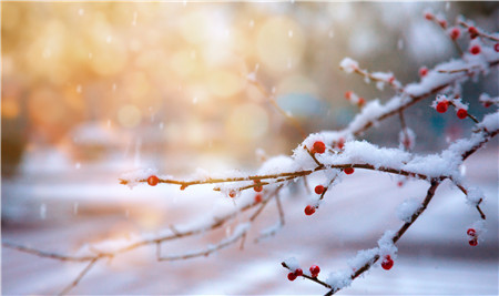 大雪出生的男孩命运