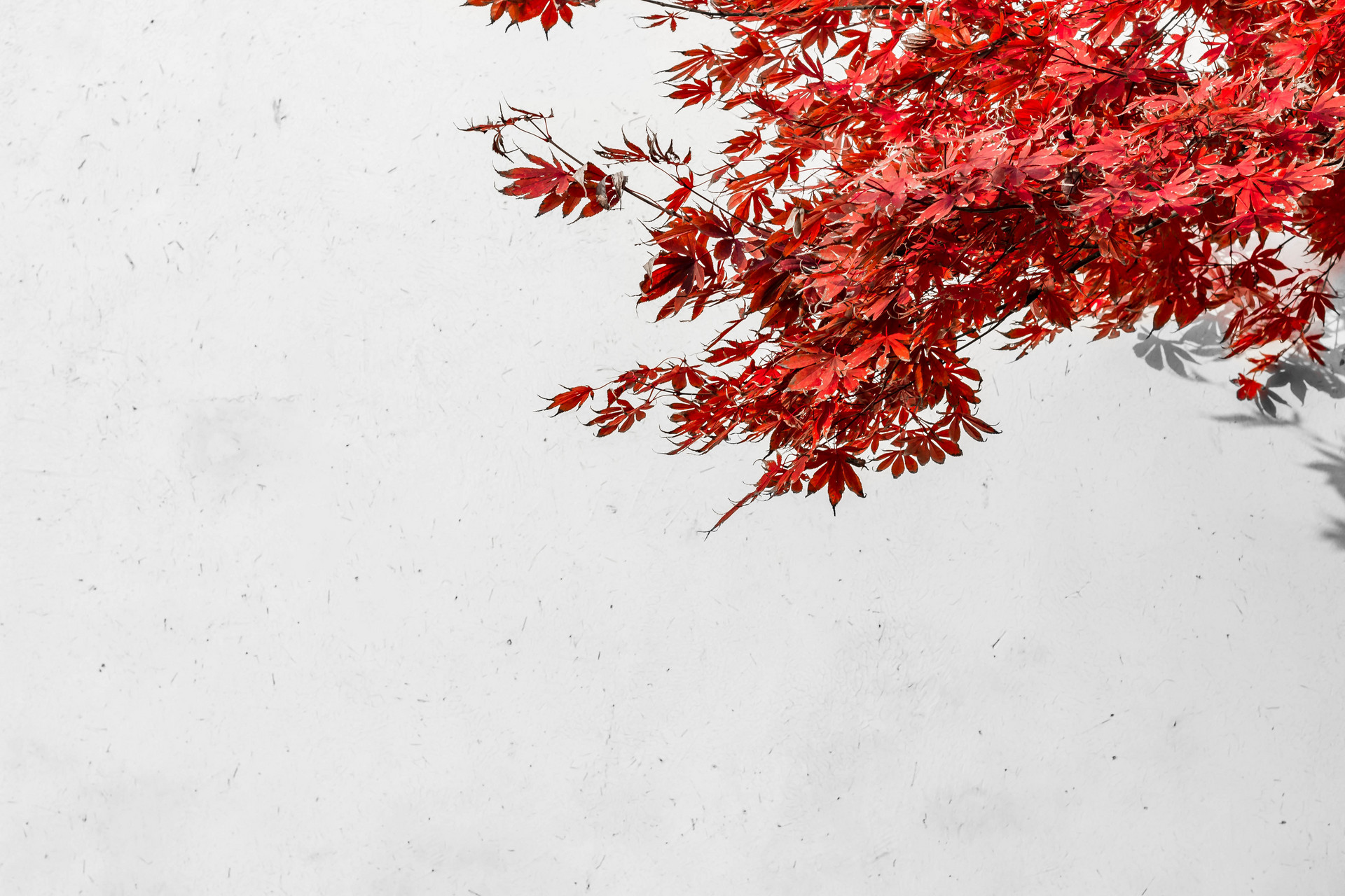 庆春宫·秋感赏析
