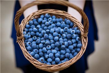 宝宝一天能吃多少蓝莓