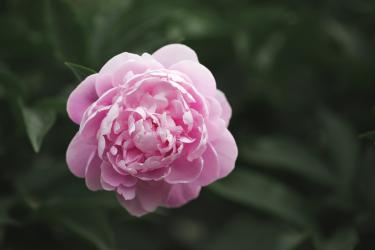 汉宫春芍药拼音版
