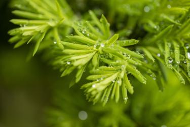 秋霁己未六月九日雨后赋拼音版