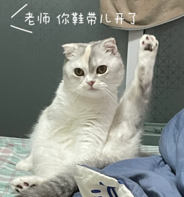 老师你鞋带开了什么梗