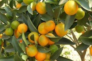 孕初期吃什么水果好