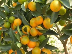 孕初期吃什么水果好