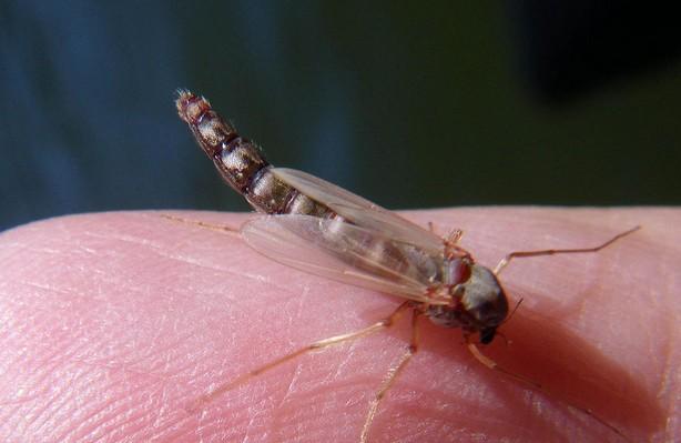 什么是摇蚊 摇蚊和普通蚊子有区别吗？（图）
