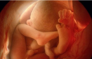 胎儿发育过程中的4个超能力