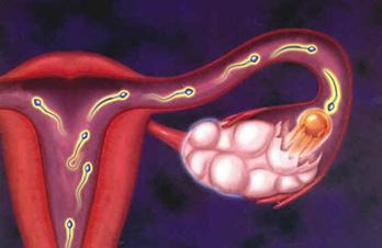 详解卵子的受精过程