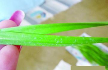 南京蓝矾韭菜引发热议 过量摄入可致命
