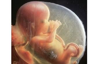 怀孕3个月胎儿的发育状况