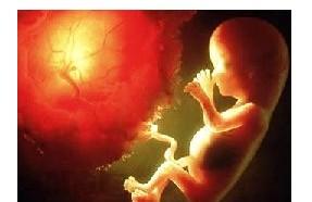 怀孕4个月胎儿的发育状况