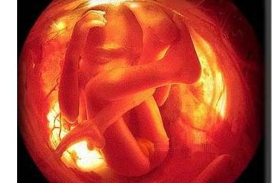 怀孕5个月胎儿的发育状况