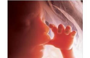怀孕6个月胎儿的发育状况