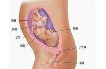 怀孕7个月胎儿的发育状况