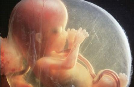 准妈妈各月胎儿发育的特征