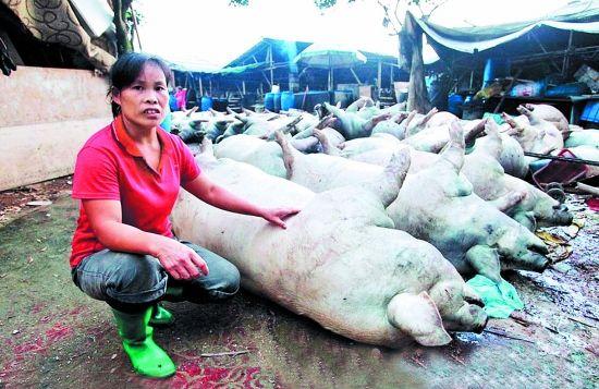 一声炸雷53头猪被雷离奇劈死 四脚朝天死因蹊跷（图）