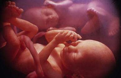 怀胎10月胎儿是这样发育的