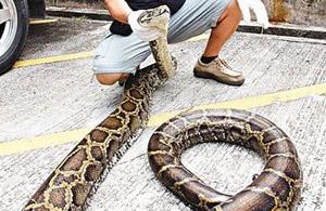 香港西贡现百万巨蟒 提醒近期注意防蛇