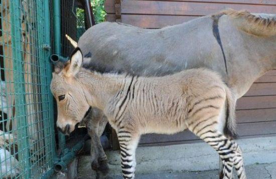 斑驴宝宝诞生 斑马与驴相爱产下斑驴
