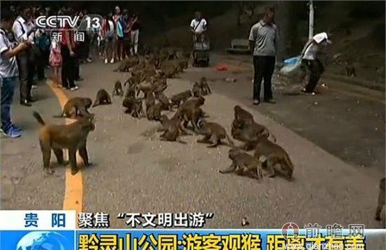 游客喂猴致男婴睾丸被吞食 上演真实版“猴子偷桃”