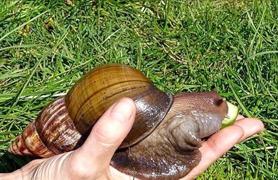 巨型蜗牛入侵南宁被称田园杀手 专门祸害农作物