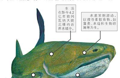 人脸古鱼：4.2亿年前古鱼 可看到人脸骨骼特征