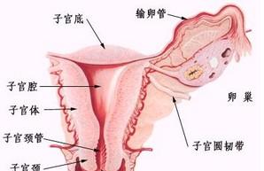 患有轻度慢性宫颈炎如何备孕