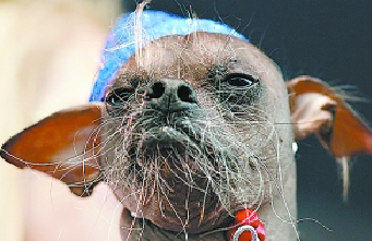 世界上最丑的狗是啥狗?中国冠毛犬小狗玛格丽当选！