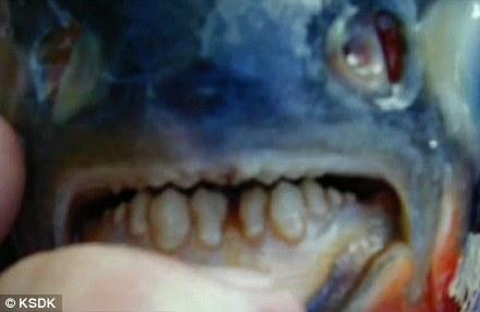 美国长牙食人鱼专咬男性生殖器引恐慌