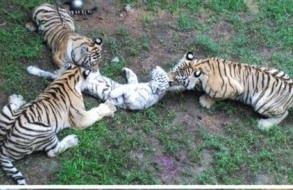 威海动物园老虎相食咬死同类：动物园老虎相残惨状(图)